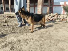 Pedigree 3 years High Quality German shepherd Female For Sale