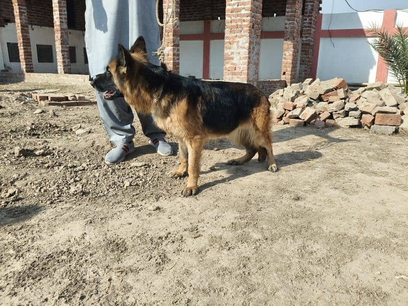 Pedigree 3 years High Quality German shepherd Female For Sale 0