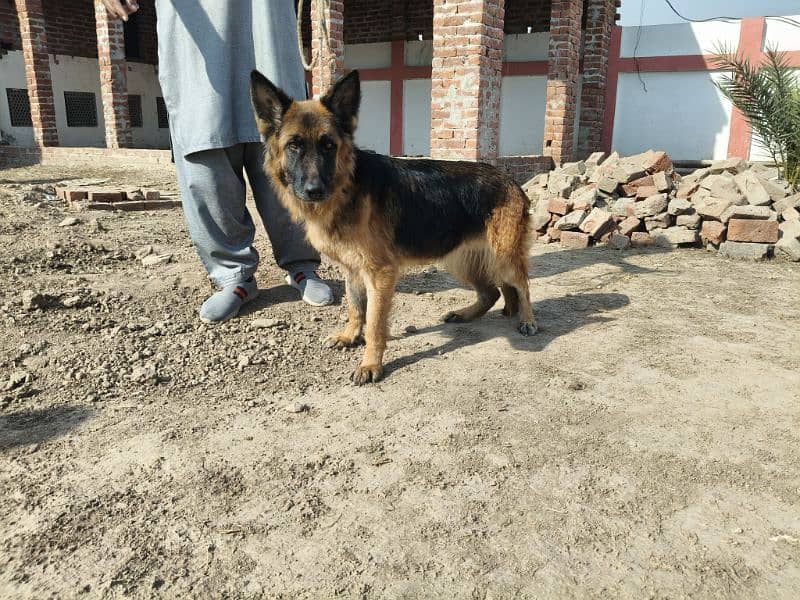 Pedigree 3 years High Quality German shepherd Female For Sale 1