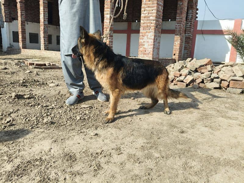 Pedigree 3 years High Quality German shepherd Female For Sale 2