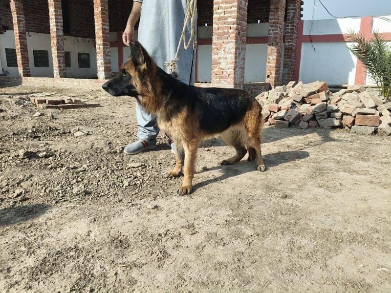 Pedigree 3 years High Quality German shepherd Female For Sale 3