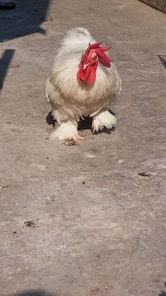 White bantam breeder pair