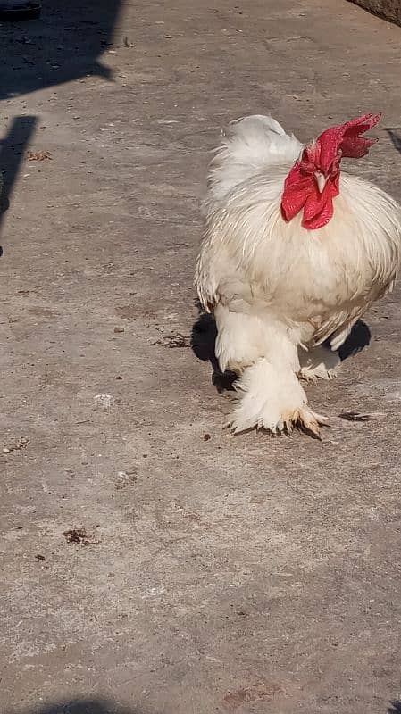 White bantam breeder pair 1