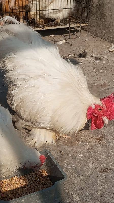 White bantam breeder pair 2