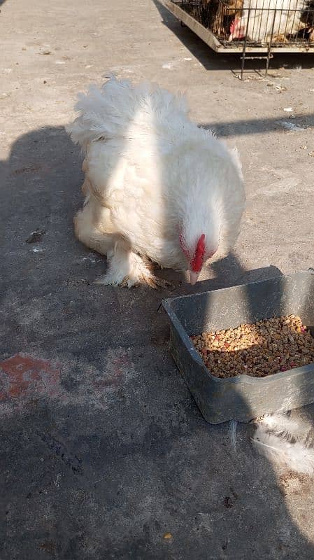 White bantam breeder pair 3