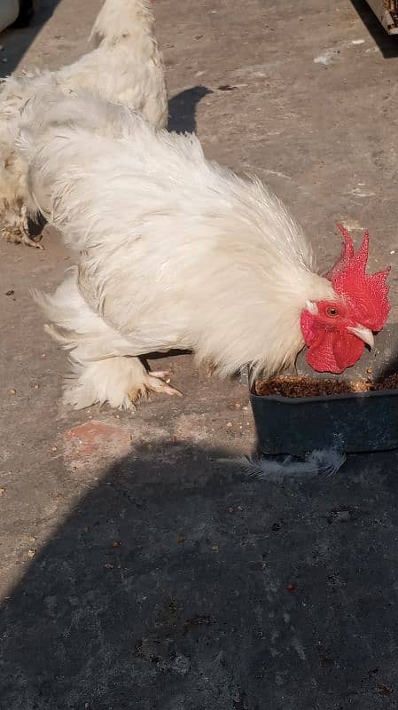 White bantam breeder pair 4