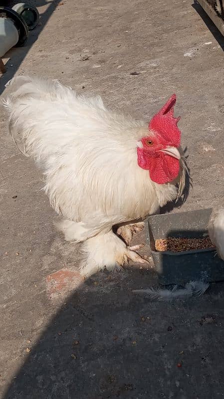 White bantam breeder pair 5