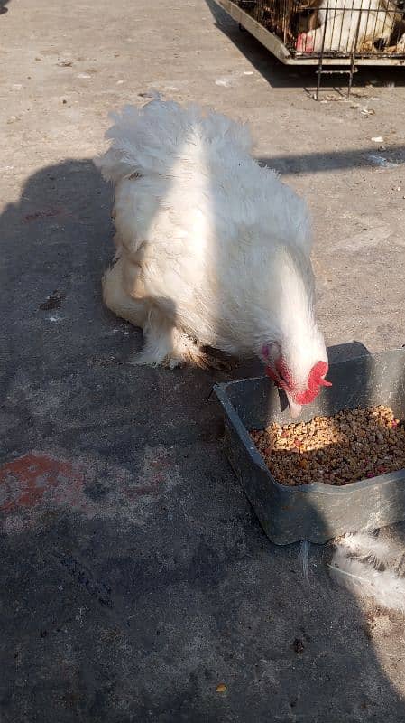 White bantam breeder pair 6