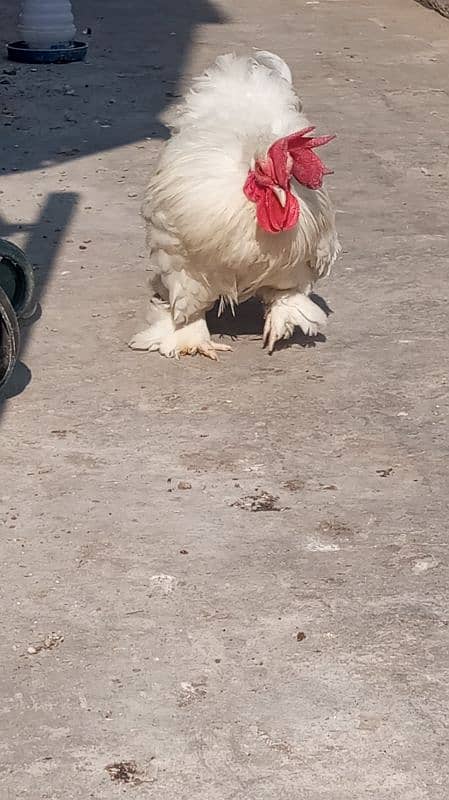 White bantam breeder pair 8