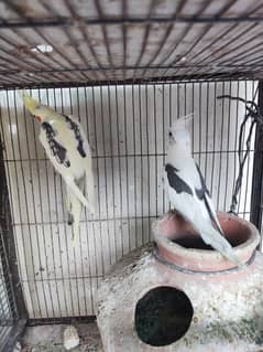 Vpied cockatiel Bonded piar Top quality.