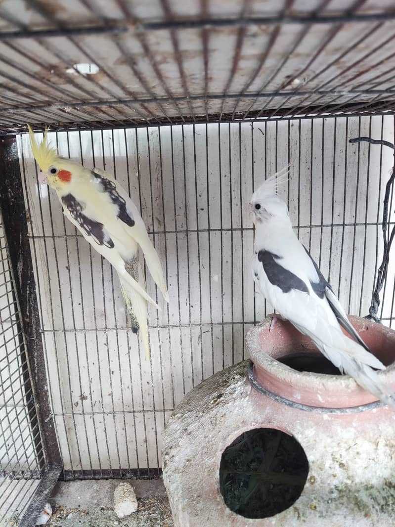 Vpied cockatiel Bonded piar Top quality. 1