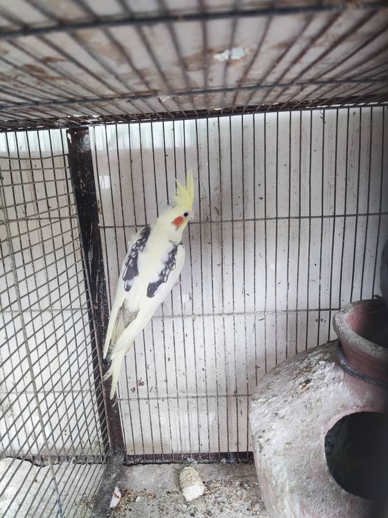 Vpied cockatiel Bonded piar Top quality. 3