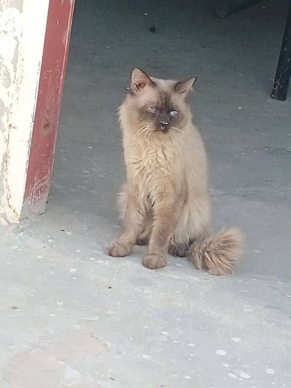 Siamese Mail cat 0