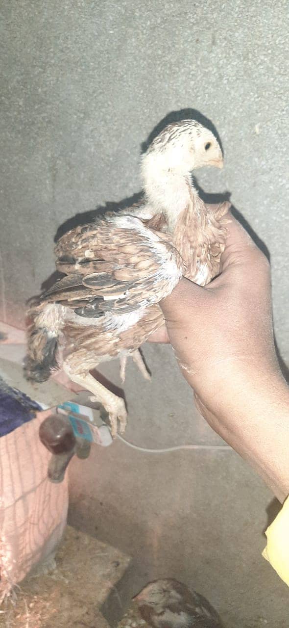 Aseel Mianwali | Aseel chicks | age 10 days | 2 month chicks 2