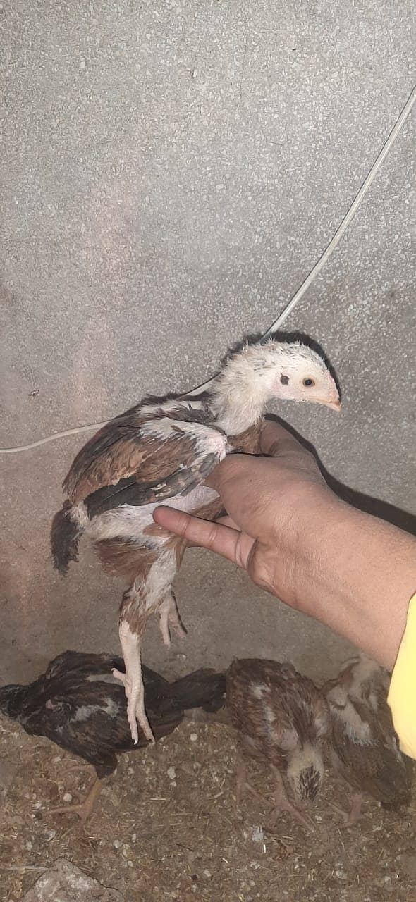 Aseel Mianwali | Aseel chicks | age 10 days | 2 month chicks 3