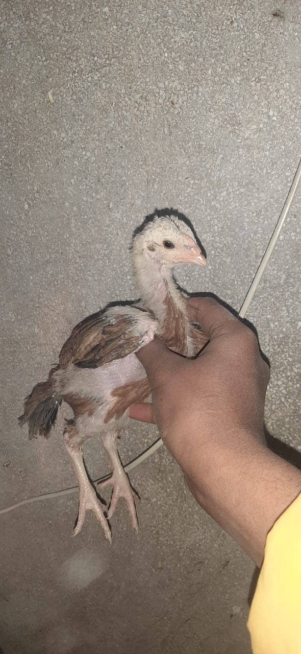 Aseel Mianwali | Aseel chicks | age 10 days | 2 month chicks 4