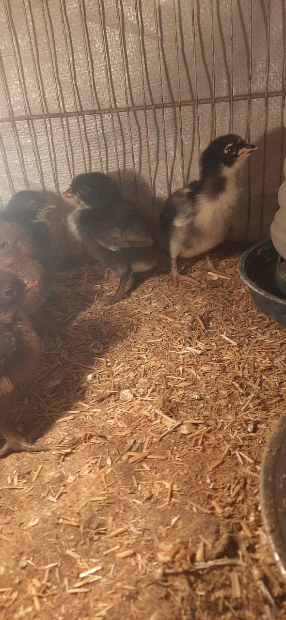 Aseel Mianwali | Aseel chicks | age 10 days | 2 month chicks 8