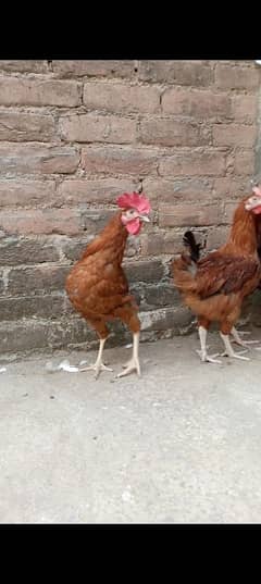 Desi cock hen