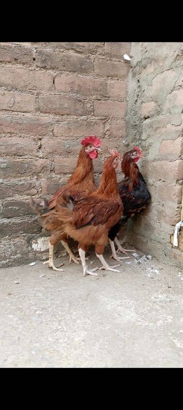 Desi cock hen 1