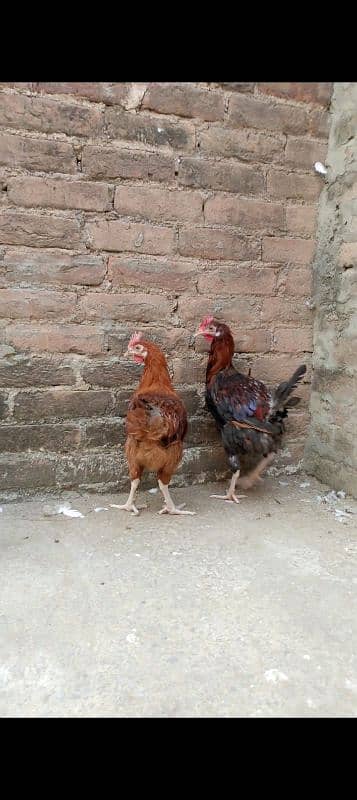 Desi cock hen 2