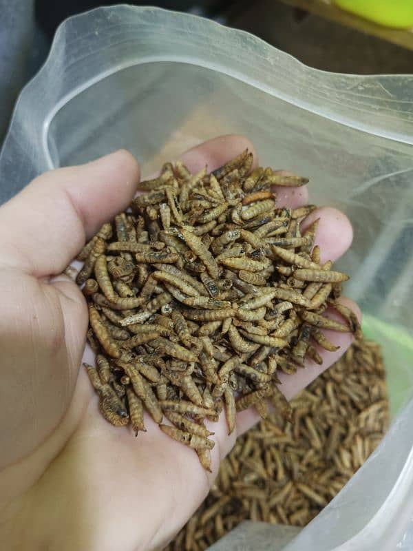 Live Mealworms 1