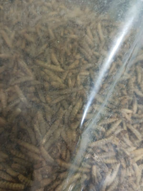 Live Mealworms 2