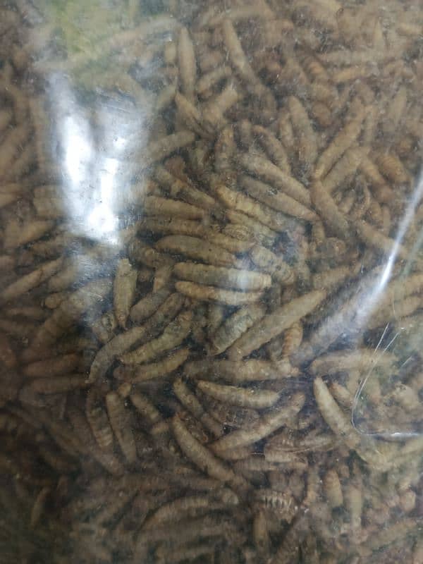 Live Mealworms 3