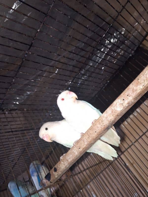 Albino Red Eyes Breader Pair exchange possible 0