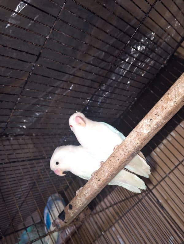 Albino Red Eyes Breader Pair exchange possible 1