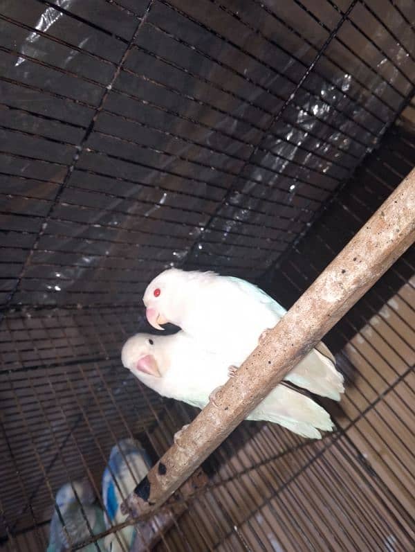 Albino Red Eyes Breader Pair exchange possible 2