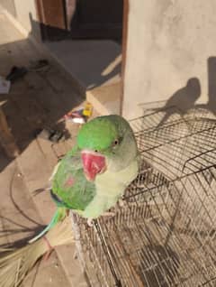 KASHMIRI PARROT FOR SELL AGR 10 MONTH HOME BREED