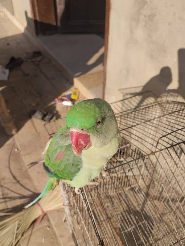 KASHMIRI PARROT FOR SELL AGR 10 MONTH HOME BREED 0