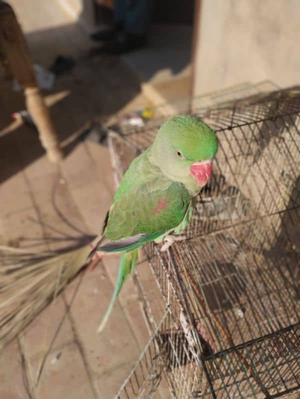 KASHMIRI PARROT FOR SELL AGR 10 MONTH HOME BREED 1