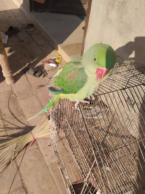 KASHMIRI PARROT FOR SELL AGR 10 MONTH HOME BREED 2