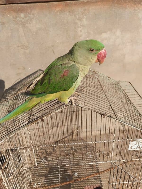 KASHMIRI PARROT FOR SELL AGR 10 MONTH HOME BREED 3