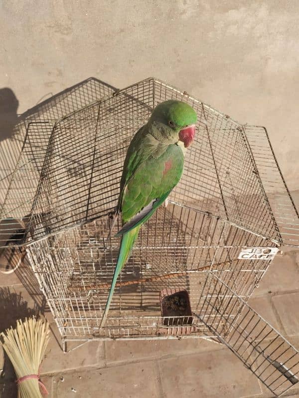 KASHMIRI PARROT FOR SELL AGR 10 MONTH HOME BREED 4