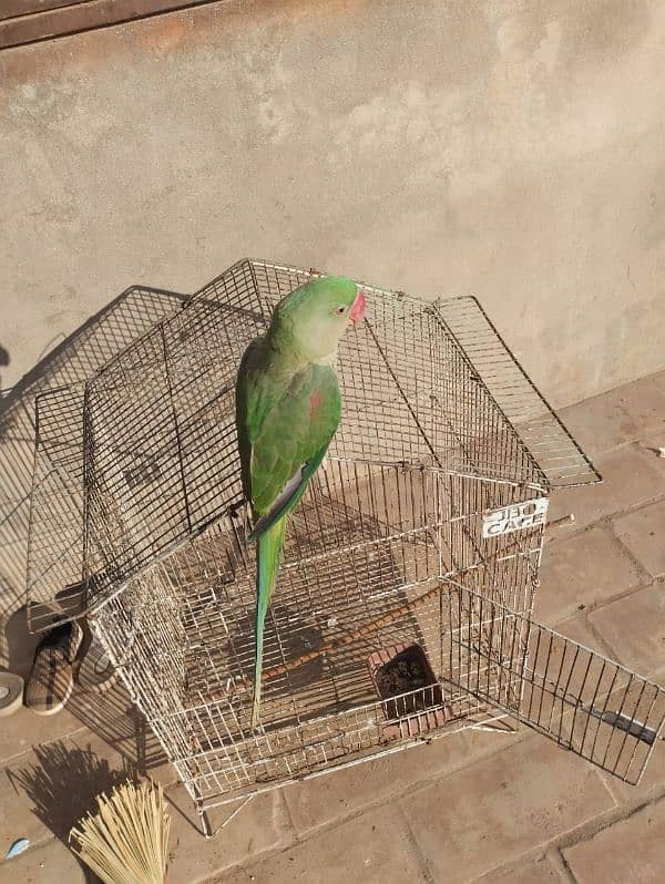 KASHMIRI PARROT FOR SELL AGR 10 MONTH HOME BREED 5