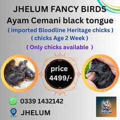 australorp | Jersey giant | Ayam Cemani black tongue | Heritage chick