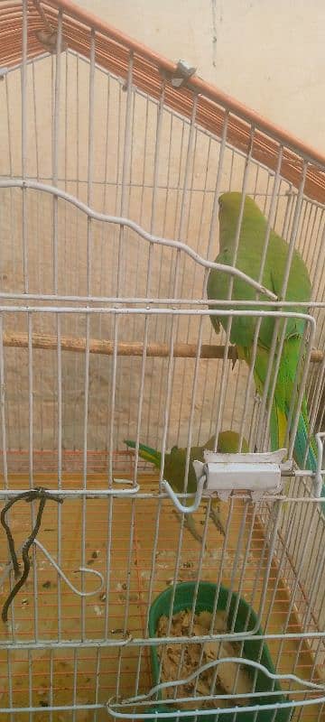 1 parrot female 1