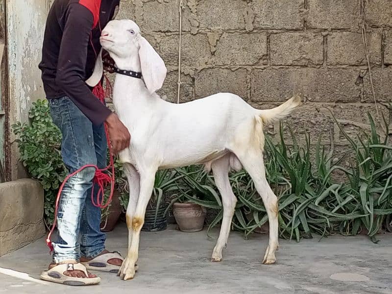 Pure rajanpuri gulabi Bakra breeder quality goat 4