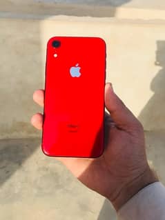 iPhone XR pata apparoved