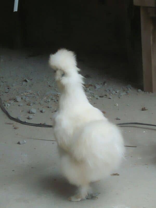 fancey hen breeds Chiken and agg for sell 1