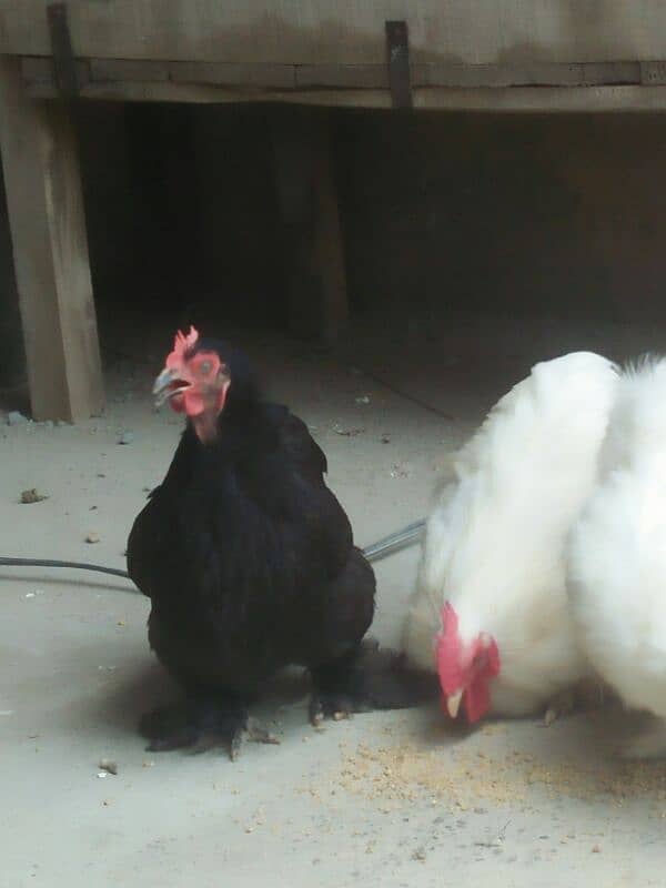 fancey hen breeds Chiken and agg for sell 2