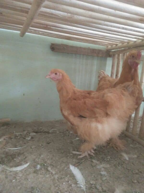 fancey hen breeds Chiken and agg for sell 3