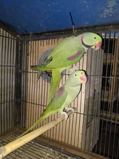 kashmiri 5 breeder pair