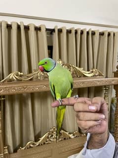 Hand tamed Ring neck Parrot