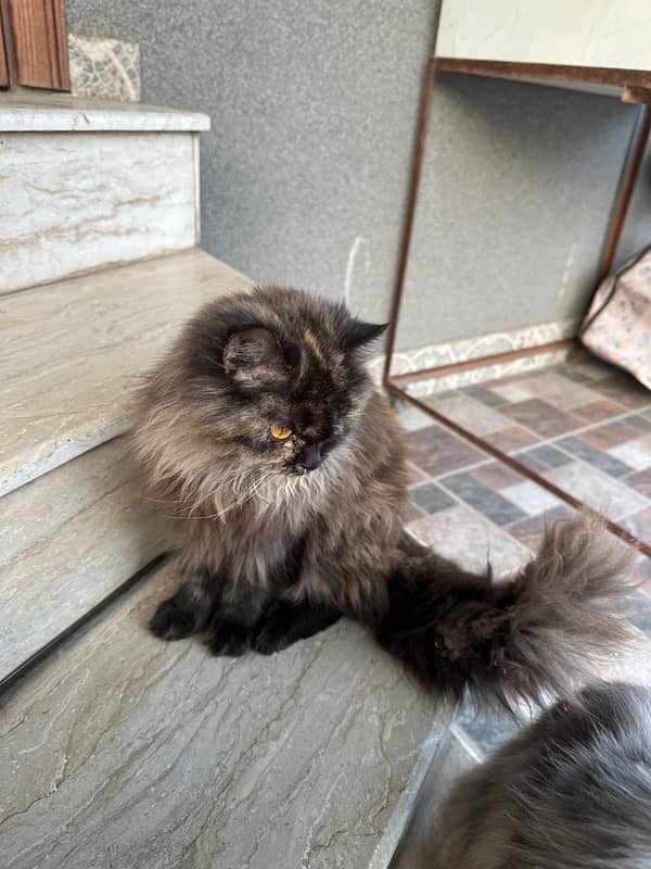 Persian Cat for sale 0