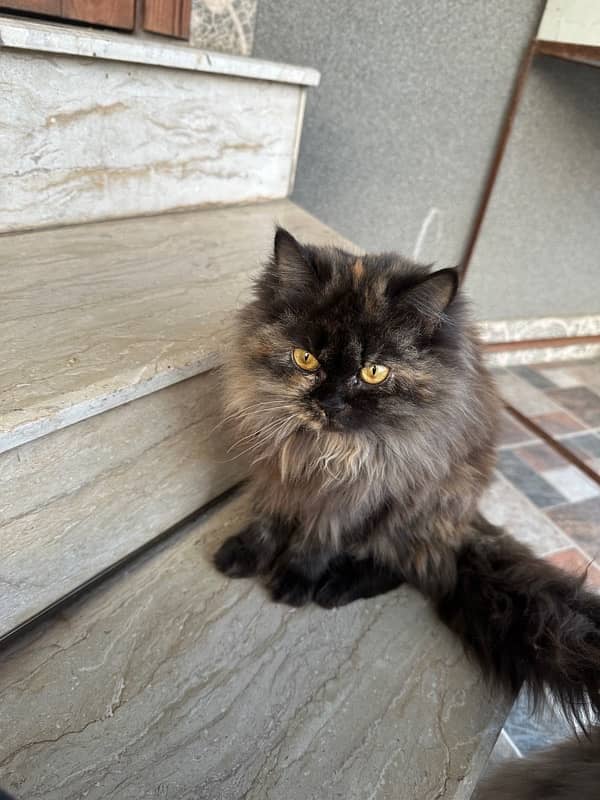 Persian Cat for sale 1