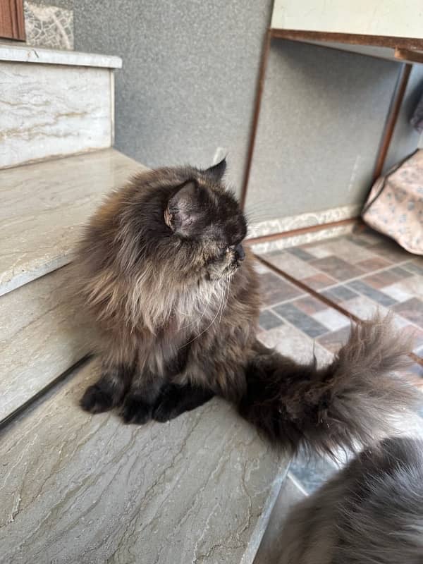 Persian Cat for sale 2