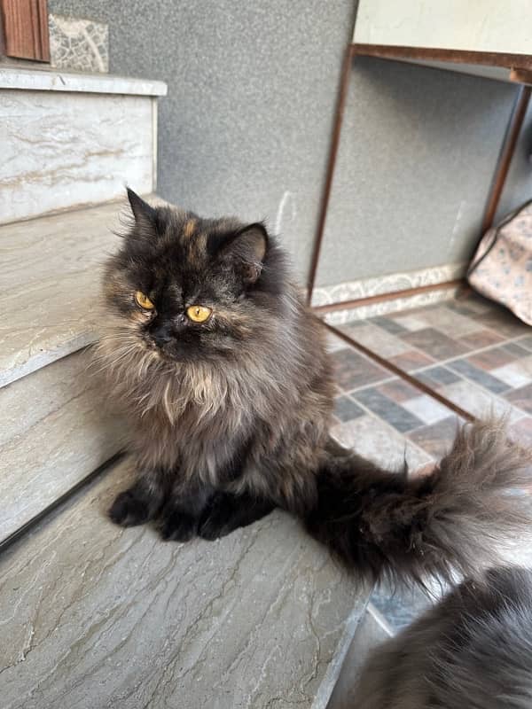 Persian Cat for sale 3